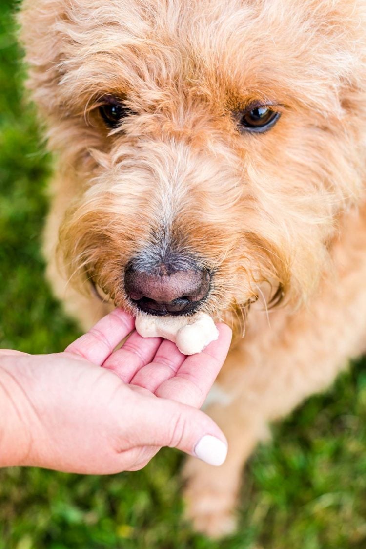 A woman's hand giving a goldendoodle dog and frozen dog treat. 