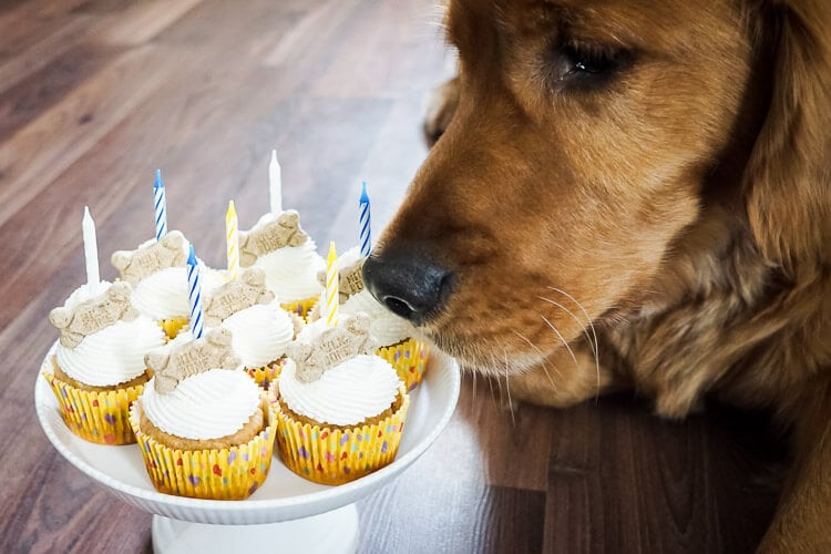 These Apple & Peanut Butter Pupcakes are a great homemade treat for your dog's birthday!