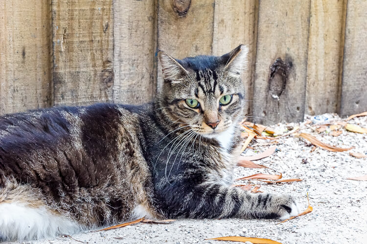 Blue Marlin Cat in Anna Maria Island