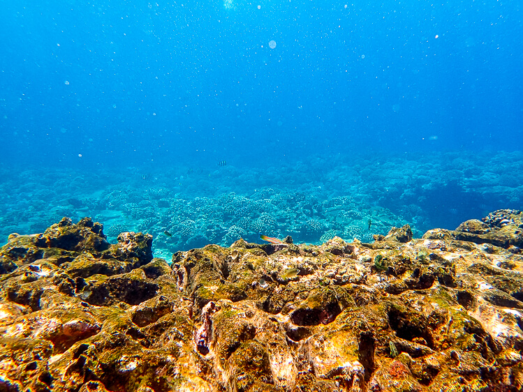 Holo Holo Boat Tours - These Things To Do In Kauai Hawaii are fun and exciting ways to explore and experience everything the island has to offer!