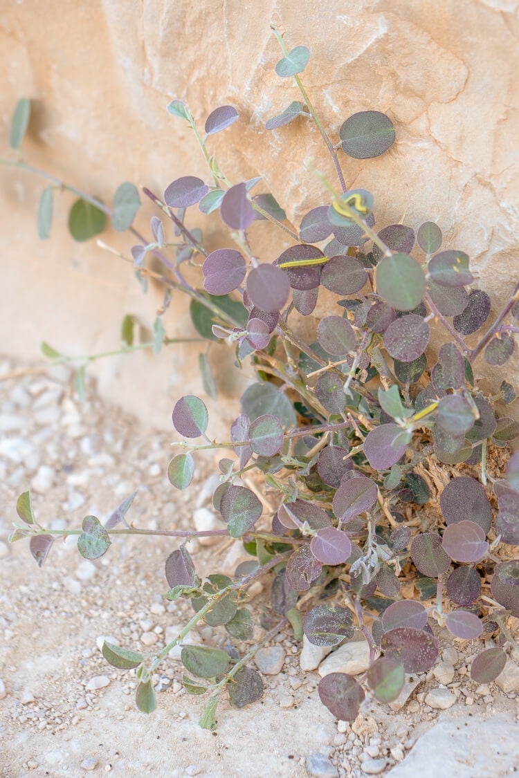 Planning a trip to Israel? Make sure a sunrise hike of Masada is on your itinerary, just an hour outside of Jerusalem, welcome the day from atop this ancient city and spend some time exploring the ruins. Here are a few tips to make the most of your trip!