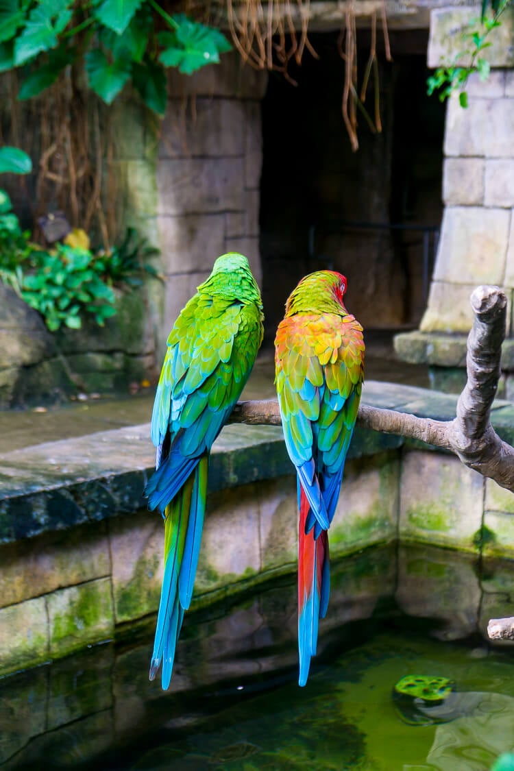 Planning a trip to Galveston Island, Texas? Here are 14 not to be missed things that you should add to your itinerary!
