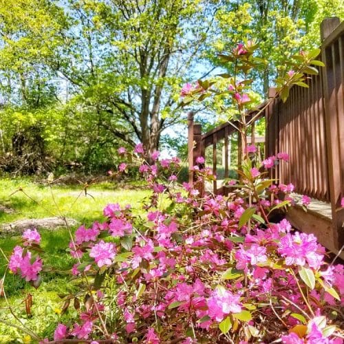 Life Lately – Bye, House