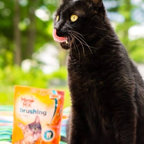 Happy Cat, Happy Life