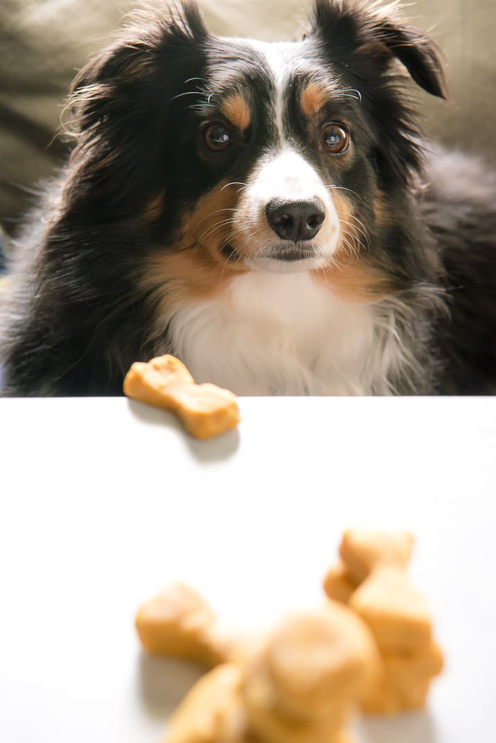 Why should humans get all the tasty fall desserts? Treat your pup to these homemade dog treats and let 'em revel in the season with you!