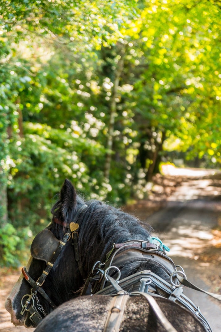 Jaunting Car in Killarney Ireland