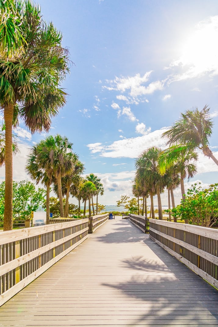 Beach Boarwalk lined with palm trees on a sunny day