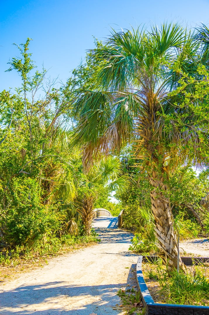 beach path surrounded by tropical foliage