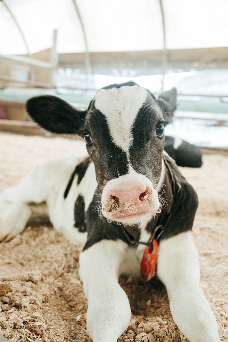 Cabot Cheese Family Farms