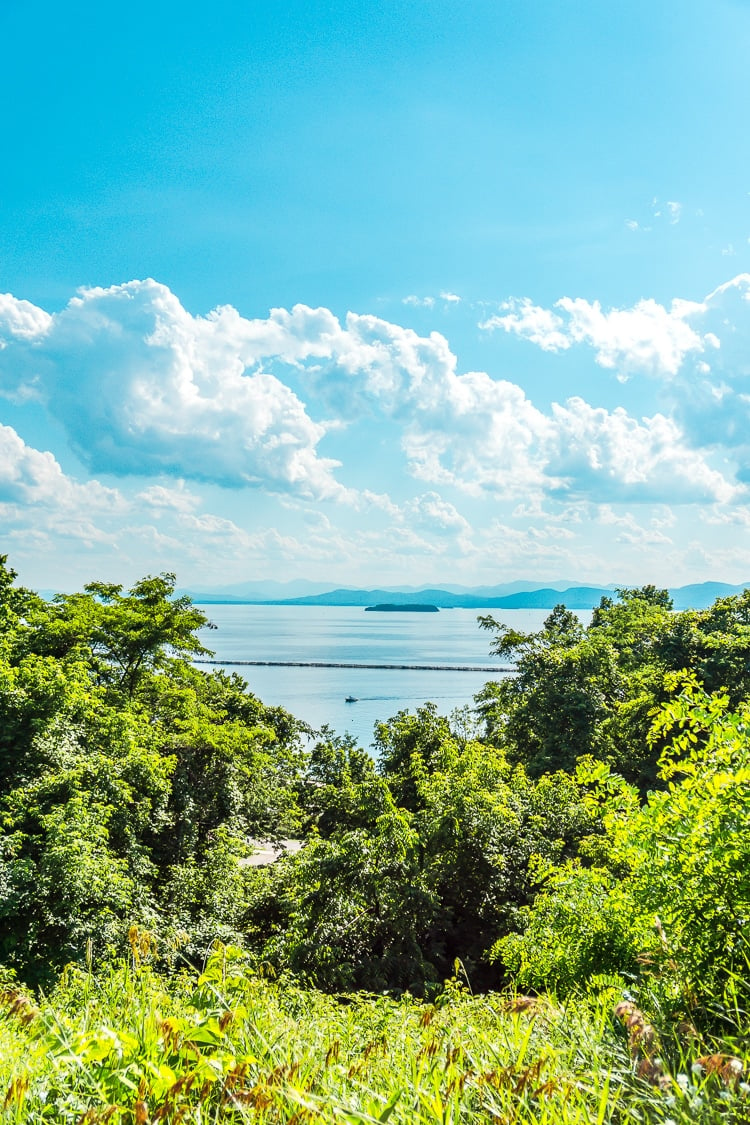 Landscape of the ocean and forest on a clear sunny day