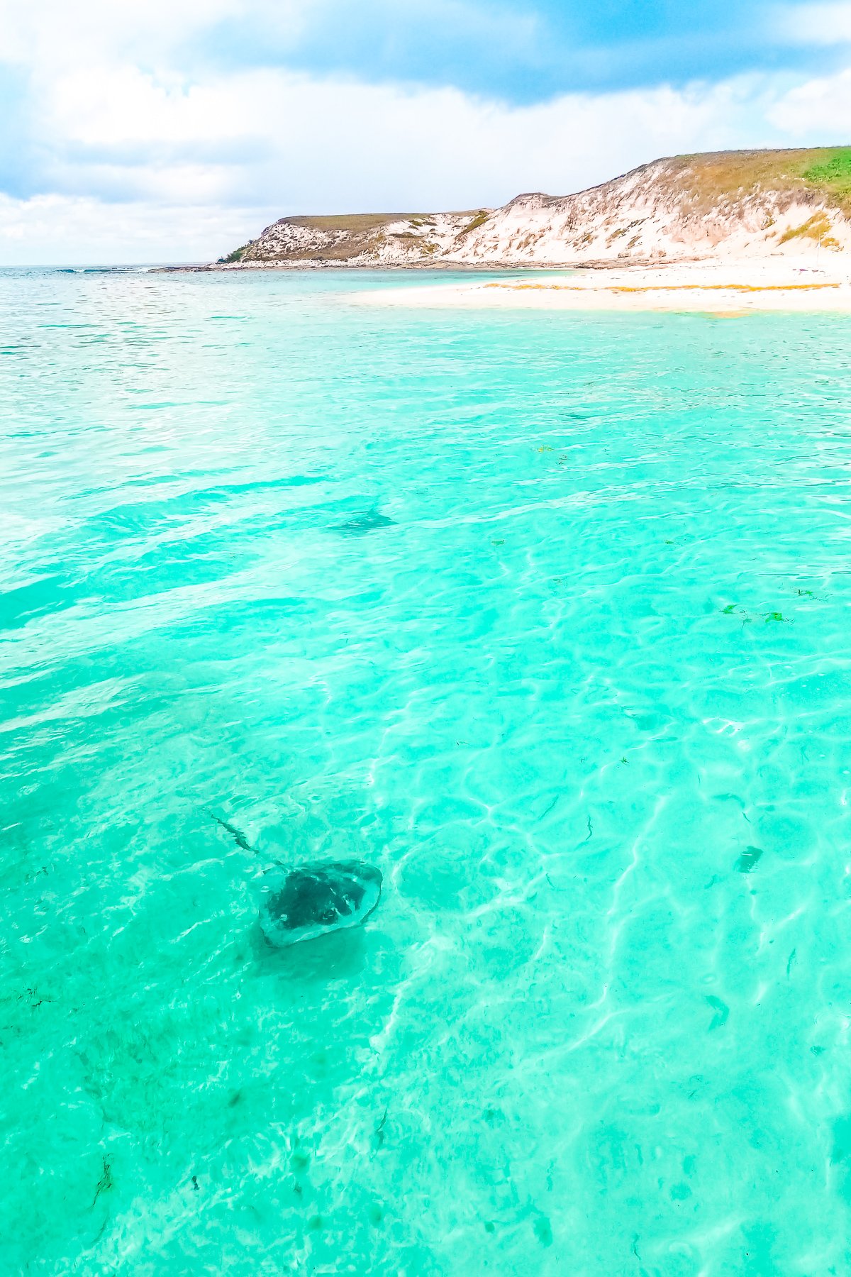 Stingray swimming in turquoise water with a small island in the distance.