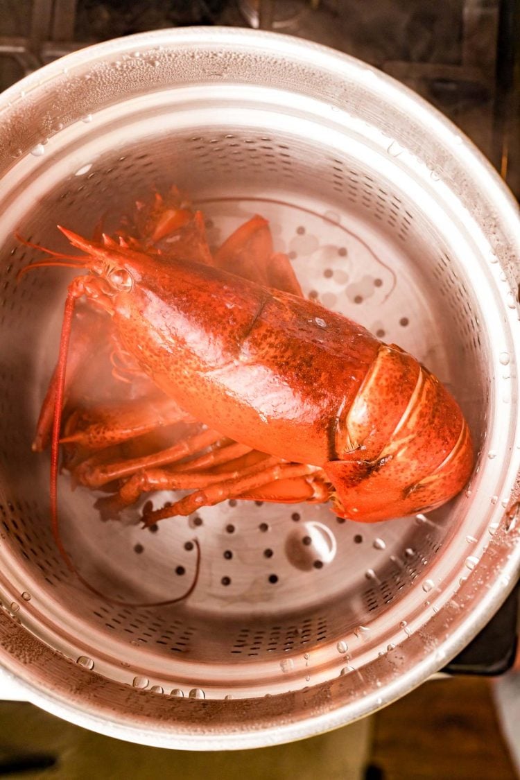 Overhead photo of a lobster being steamed in a pot.